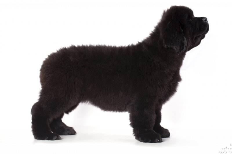 Фото: ньюфаундленд Imperial Klassik BMV YEksklyuziv (Империал Классик БМВ Эксклюзив)