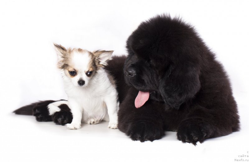 Фото: ньюфаундленд Imperial Klassik BMV YEksklyuziv (Империал Классик БМВ Эксклюзив)