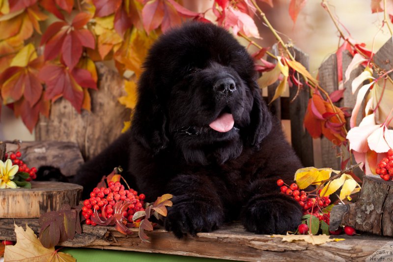 Фото: ньюфаундленд Imperial Klassik BMV YEksklyuziv (Империал Классик БМВ Эксклюзив)