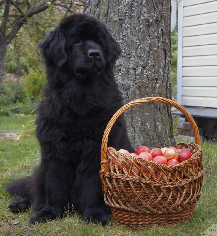 Фотография № 165859