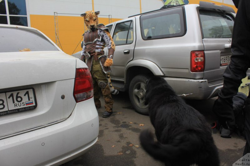 Фото: ньюфаундленд Lepestok Lilii (Лепесток Лилии)