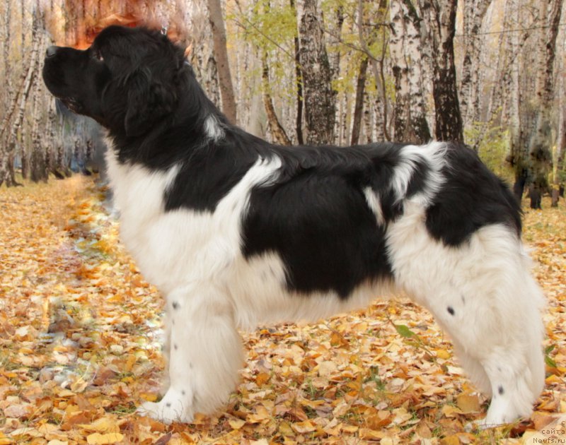 Фотография № 165885