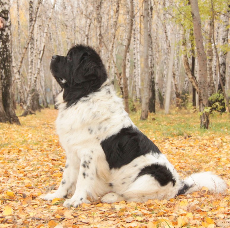 Фотография № 165889