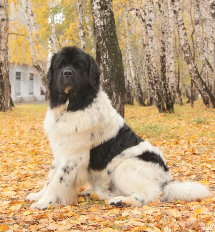 Фото: ньюфаундленд Keeper Soul Nou Daut Best (Кипер Соул Ноу Даут Бэст)