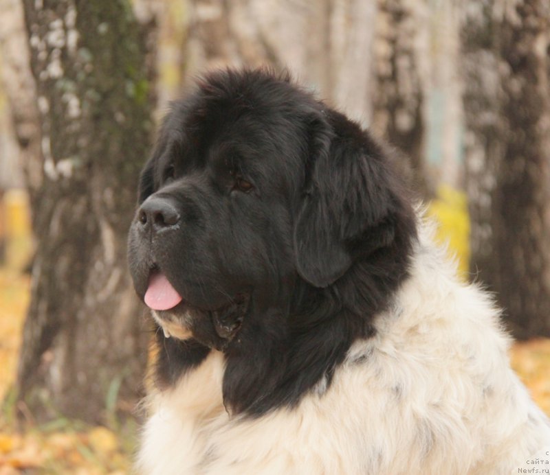 Фотография № 165892