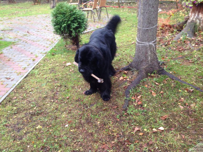 Фото: ньюфаундленд Restayling From SHipmyen (Рестайлинг Фром Шипмэн)