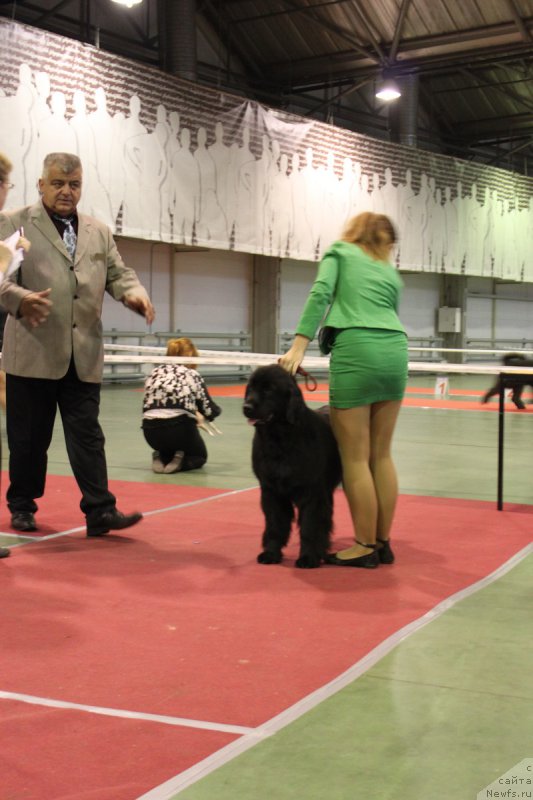 Фото: ньюфаундленд YEvolyuciya iz Antagrada (Эволюция из Антаграда)