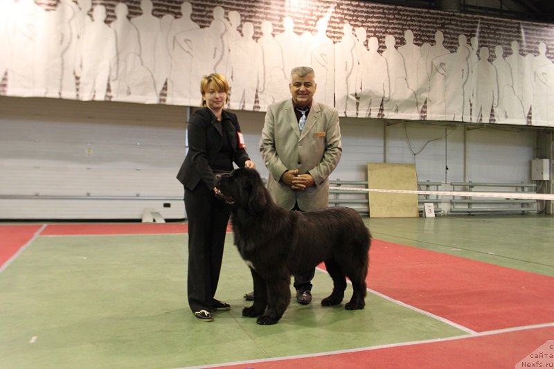 Фото: ньюфаундленд Super Bizon Liliman (Супер Бизон Лилимэн)