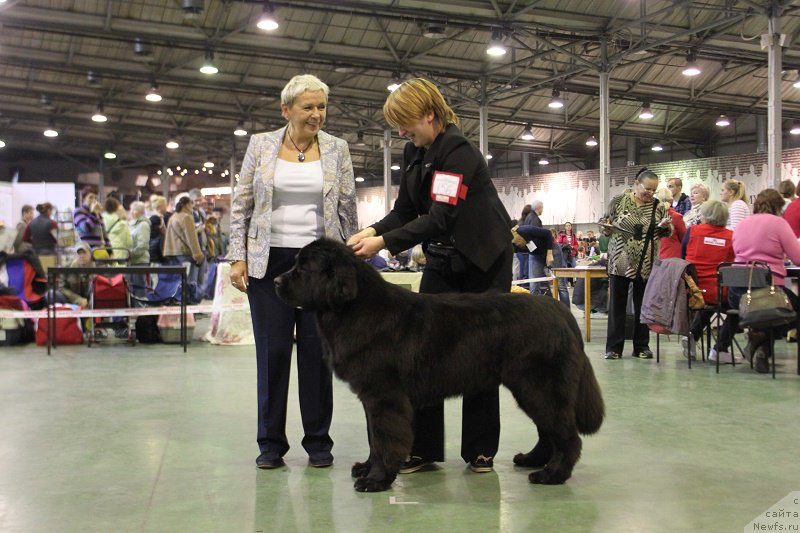 Фото: ньюфаундленд Super Bizon Liliman (Супер Бизон Лилимэн)