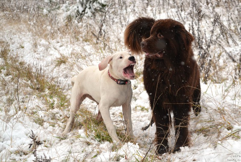 Фото: ньюфаундленд Sverkayuzhaya Gora Mashame (Сверкающая Гора Машаме)