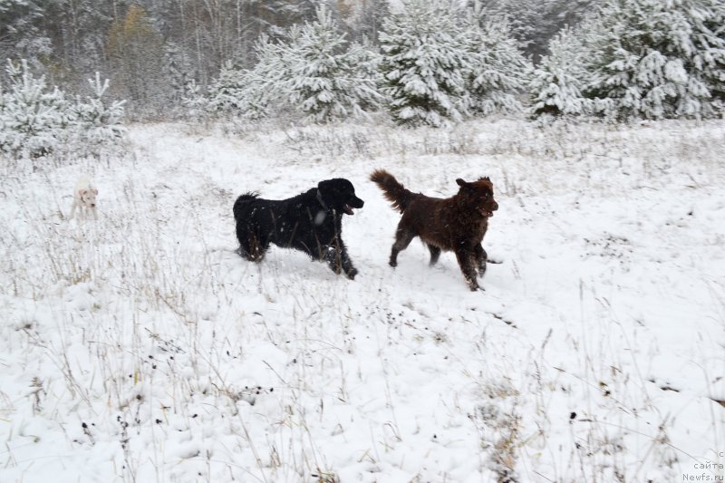 Фото: ньюфаундленд Piternyuf Ideas For Life (Питерньюф Идеас Фор Лифе), ньюфаундленд Sverkayuzhaya Gora Mashame (Сверкающая Гора Машаме)