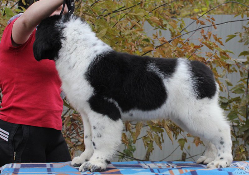 Фото: ньюфаундленд Mag Ispolin Onega (Маг Исполин Онега)