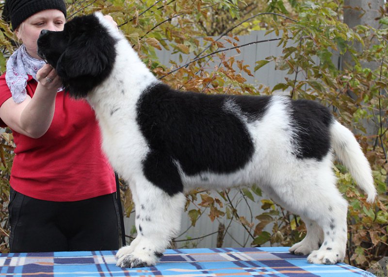 Фото: ньюфаундленд Mag Ispolin Onega (Маг Исполин Онега)