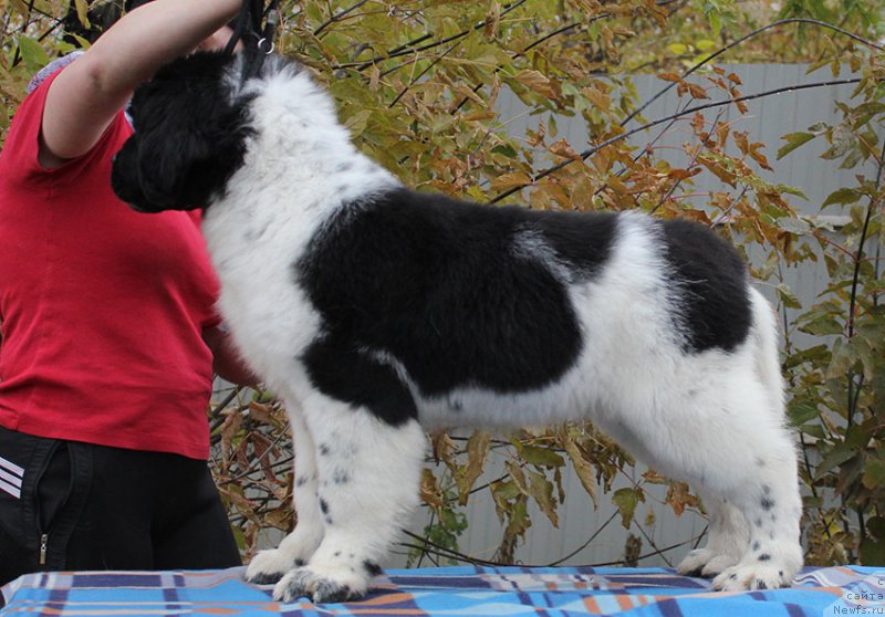 Фото: ньюфаундленд Mag Ispolin Onega (Маг Исполин Онега)