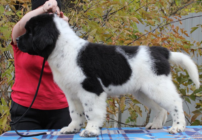 Фото: ньюфаундленд Mag Ispolin Onega (Маг Исполин Онега)