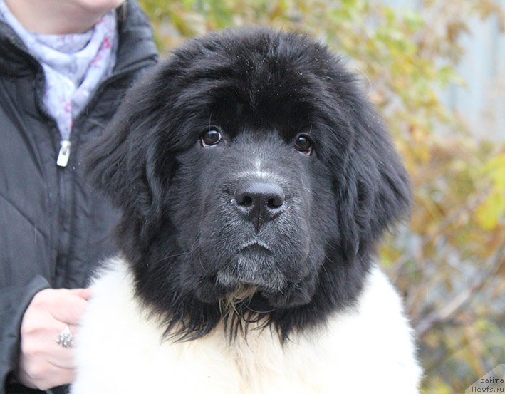 Фото: ньюфаундленд Mag Ispolin Onega (Маг Исполин Онега)