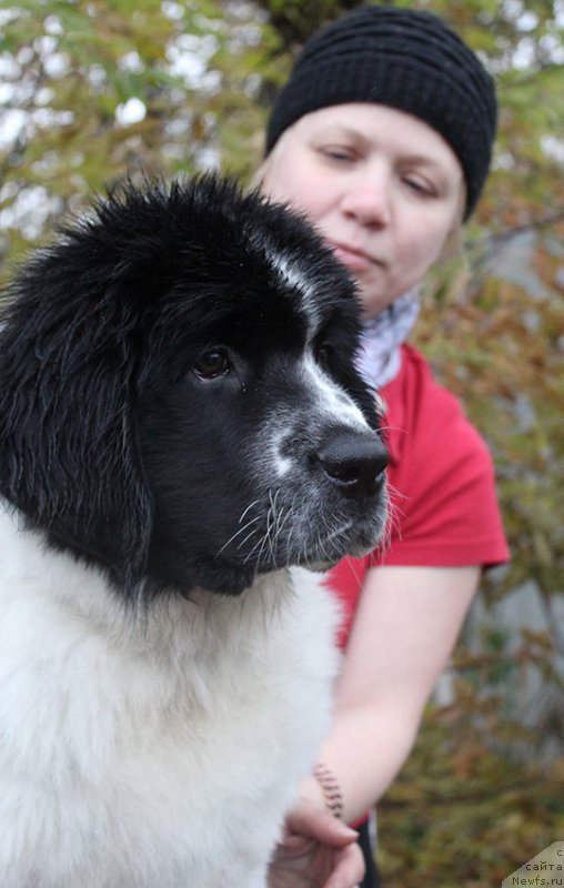 Фото: ньюфаундленд Mag Ispolin Ol'ha (Маг Исполин Ольха)