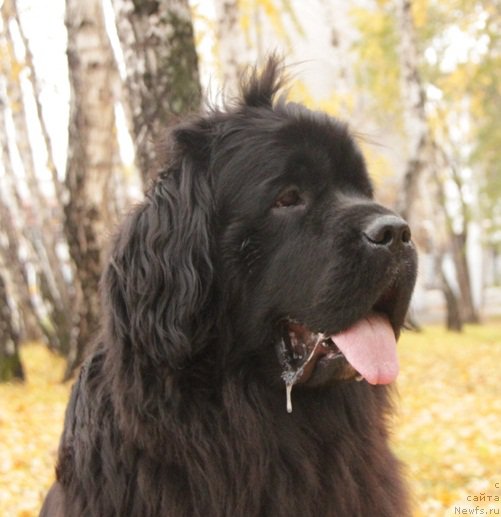 Фото: ньюфаундленд N'yufort Faktoriya Uspeha (Ньюфорт Фактория Успеха)