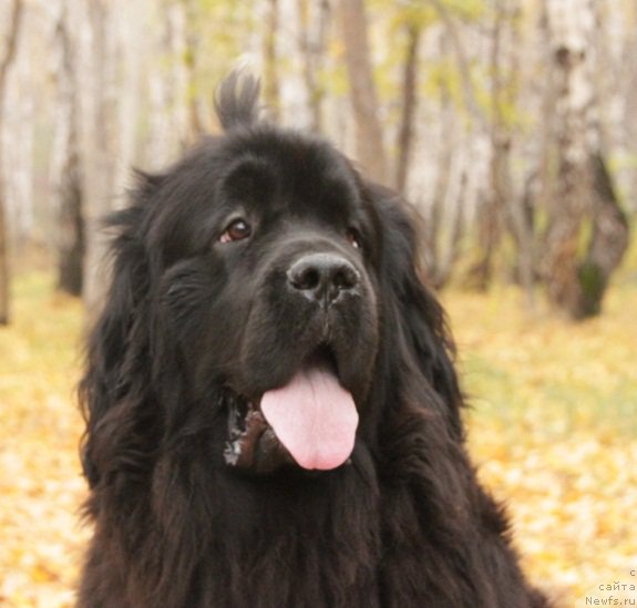 Фото: ньюфаундленд N'yufort Faktoriya Uspeha (Ньюфорт Фактория Успеха)