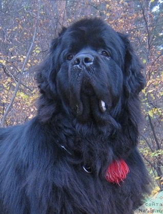 Фотография № 165941