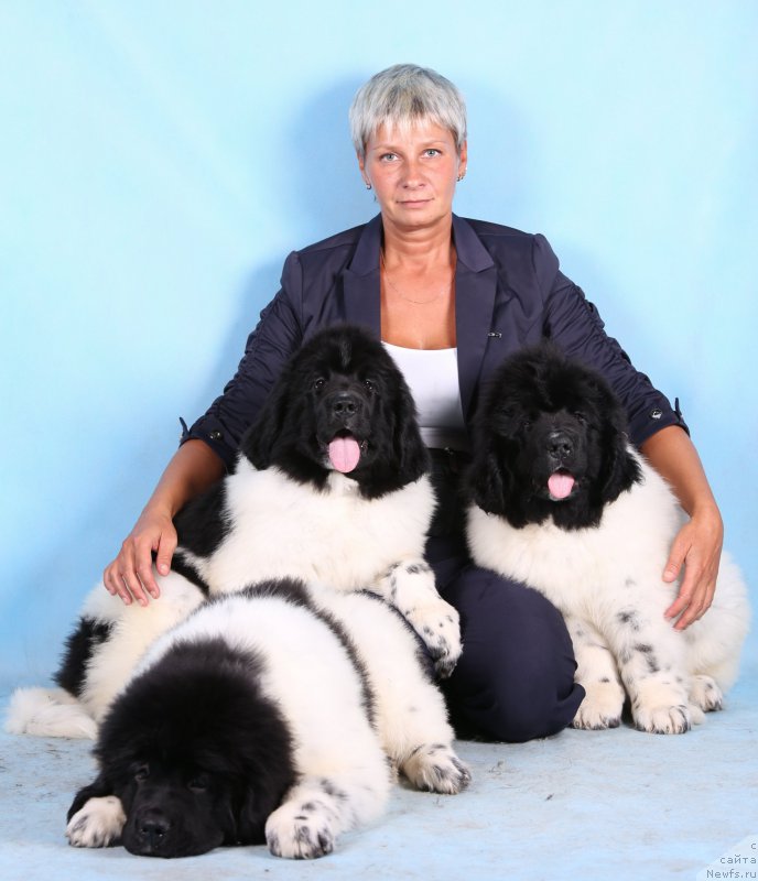 Фото: Nina Bazulina (Нина Базулина), ньюфаундленд Skazochnaya Kroha SHabli (Сказочная Кроха Шабли), ньюфаундленд Skazochnaya Kroha SHagane (Сказочная Кроха Шагане), ньюфаундленд Skazochnaya Kroha SHarman (Сказочная Кроха Шарман)