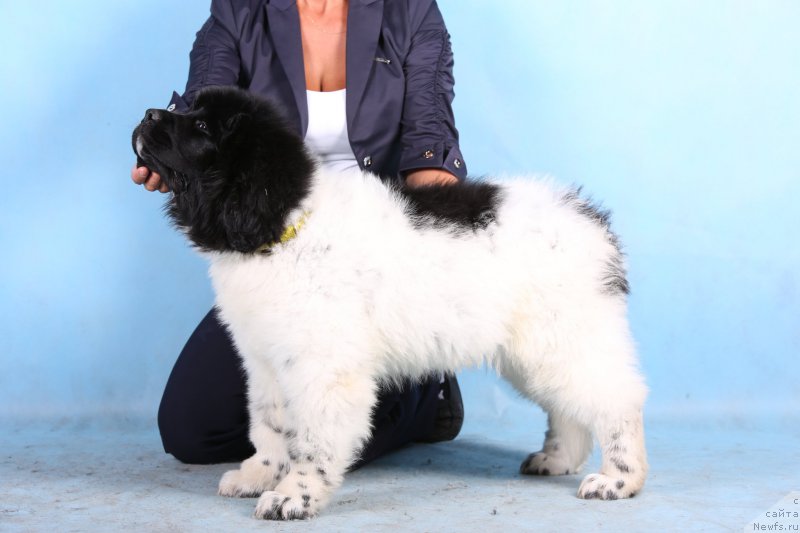 Фото: ньюфаундленд Skazochnaya Kroha SHarman (Сказочная Кроха Шарман)