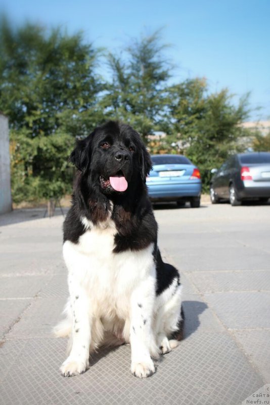 Фото: ньюфаундленд Keeper Soul New Star (Кипер Соул Нью Стар)