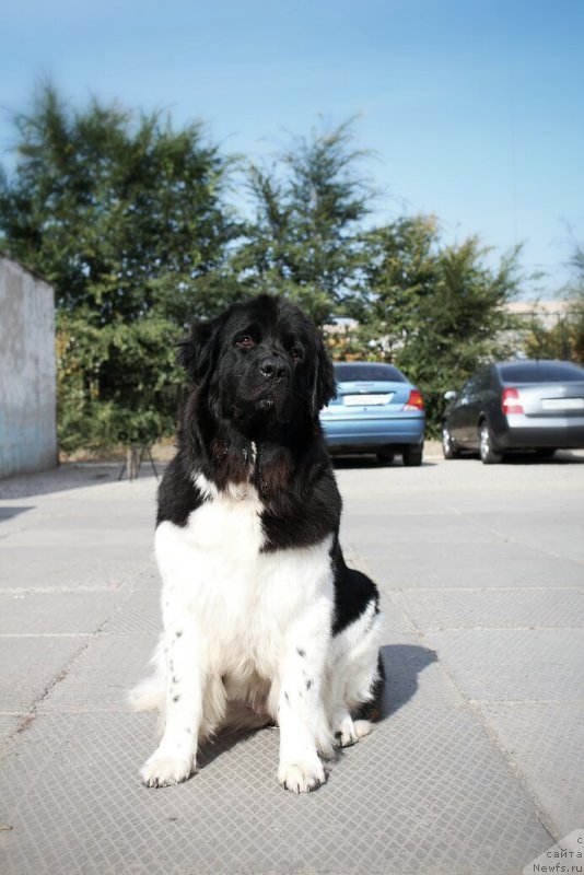 Фото: ньюфаундленд Keeper Soul New Star (Кипер Соул Нью Стар)
