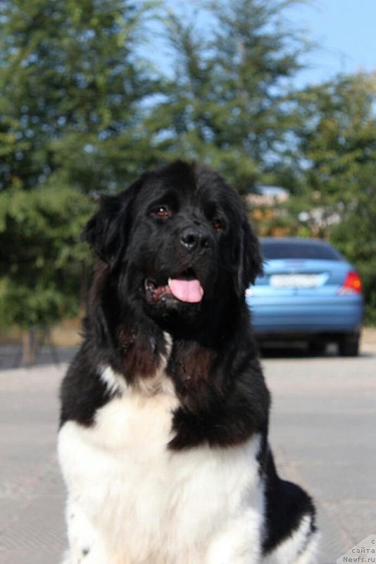 Фото: ньюфаундленд Keeper Soul New Star (Кипер Соул Нью Стар)