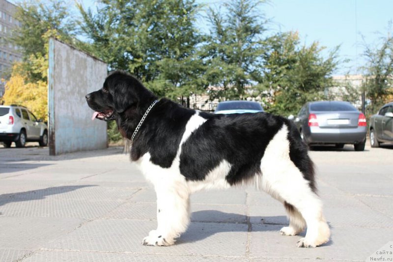 Фото: ньюфаундленд Keeper Soul New Star (Кипер Соул Нью Стар)
