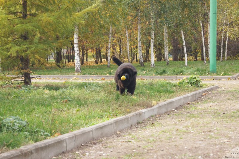 Фото: Бегущая по волнам Чичаритто