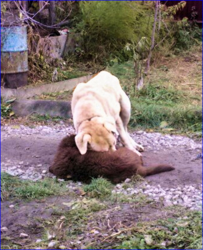 Фотография № 165975