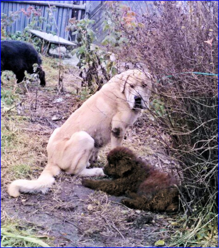 Фото: ньюфаундленд Brownblood MSK Hakim Gold Haydar (Браунблад МСК Хаким Голд Хайдар), Lena Zyirina (Лена Зырина), Франко