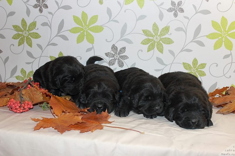 Фотография № 165992