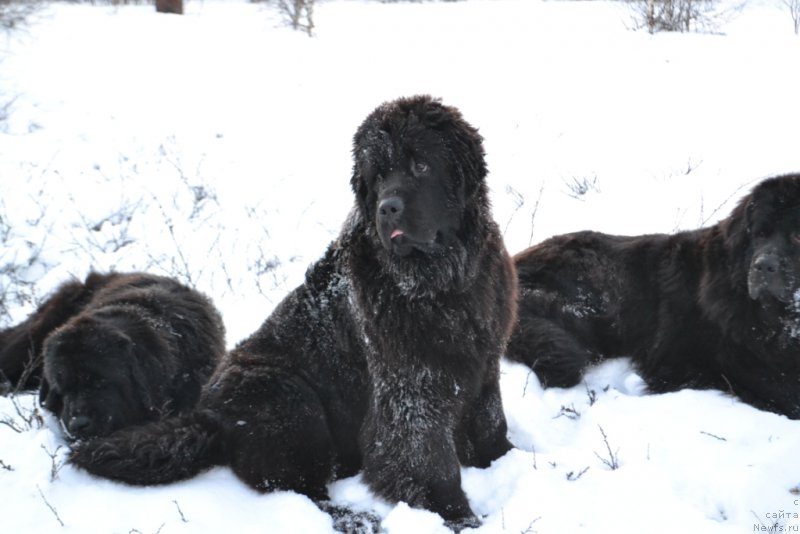Фото: ньюфаундленд Anabelle Kvin of zye Mountayns (Анабелле Квин оф зэ Моунтайнс)