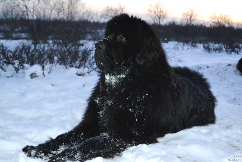 Фото: ньюфаундленд King of Helluland You Shock Me