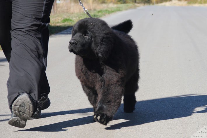 Фото: ньюфаундленд A'Portos s Berega Dona (А'Портос с Берега Дона)