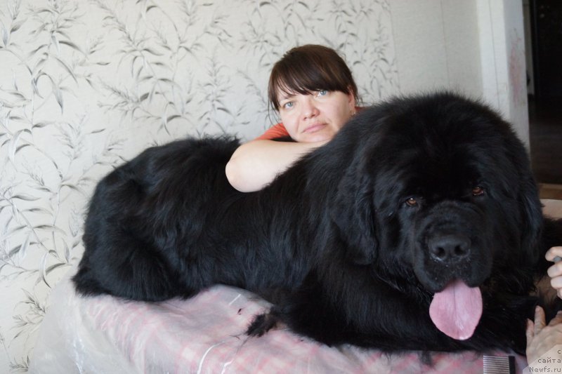 Фото: ньюфаундленд Rif iz Plemeni Kedra (Риф из Племени Кедра)