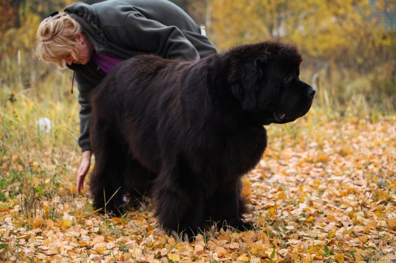 Фото: ньюфаундленд Very Fairweathers X'Got The Rhythm