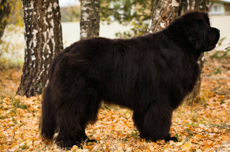 Фотография № 166013