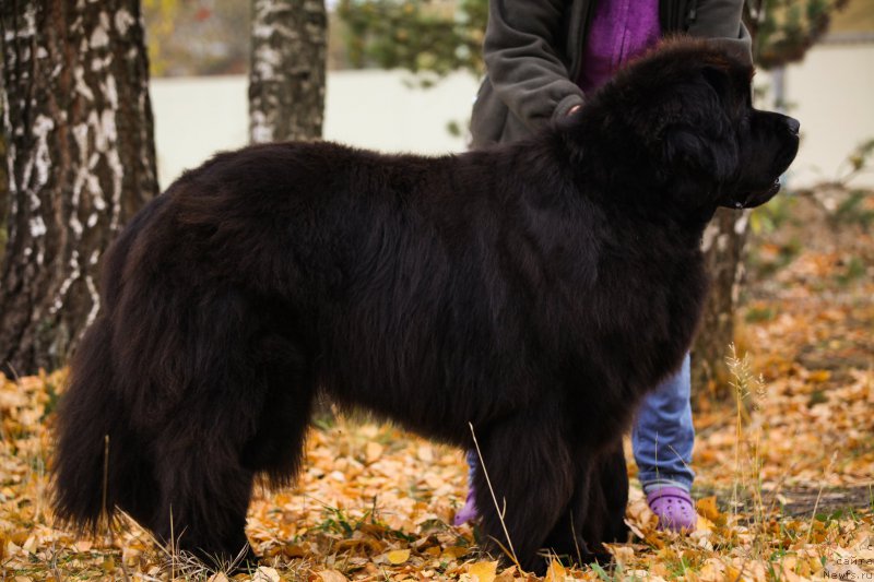 Фото: ньюфаундленд Very Fairweathers X'Got The Rhythm