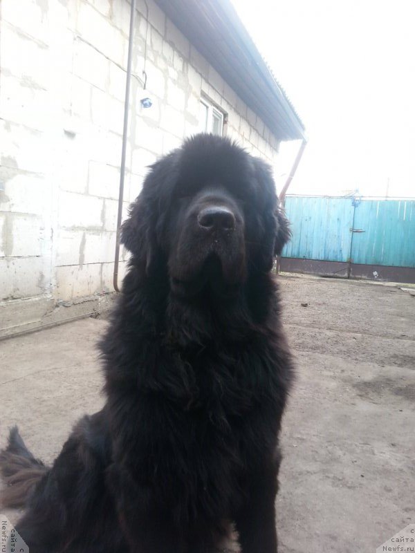 Фото: ньюфаундленд Sent Djons Zaura (Сент Джонс Заура)