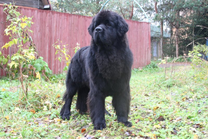 Фото: ньюфаундленд Chernaya Mafia Must Have (Черная Мафия Муст Хаве)