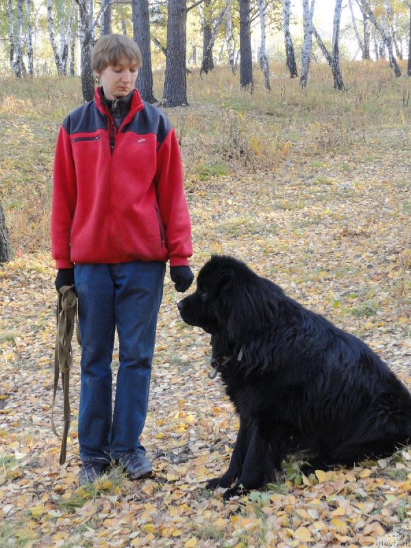 Фото: ньюфаундленд Blyek Daymond iz Arkaima (Блэк Даймонд из Аркаима)