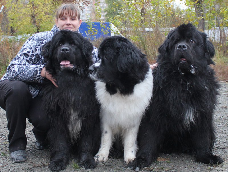 Фото: ньюфаундленд Mag Ispolin Lira Lyubvi (Маг Исполин Лира Любви), ньюфаундленд Mag Ispolin Infanta (Маг Исполин Инфанта), ньюфаундленд Mag Ispolin Loyengrin (Маг Исполин Лоэнгрин), и Лена