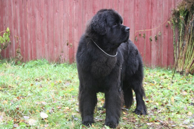 Фото: ньюфаундленд Chernaya Mafia Must Have (Черная Мафия Муст Хаве)