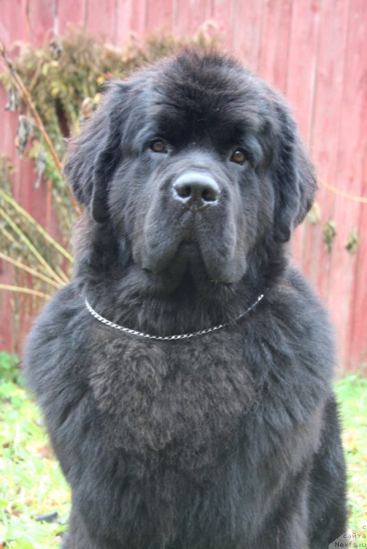 Фото: ньюфаундленд Chernaya Mafia Must Have (Черная Мафия Муст Хаве)