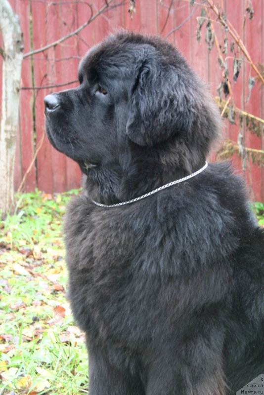 Фото: ньюфаундленд Chernaya Mafia Must Have (Черная Мафия Муст Хаве)
