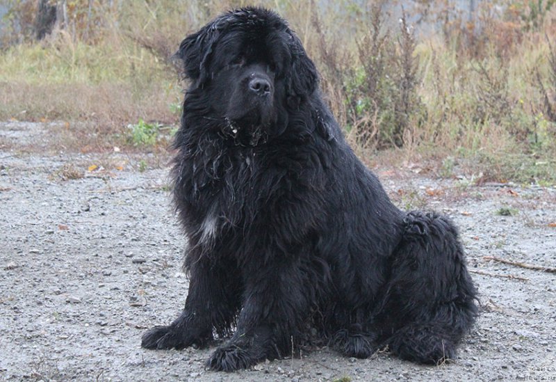 Фотография № 166046