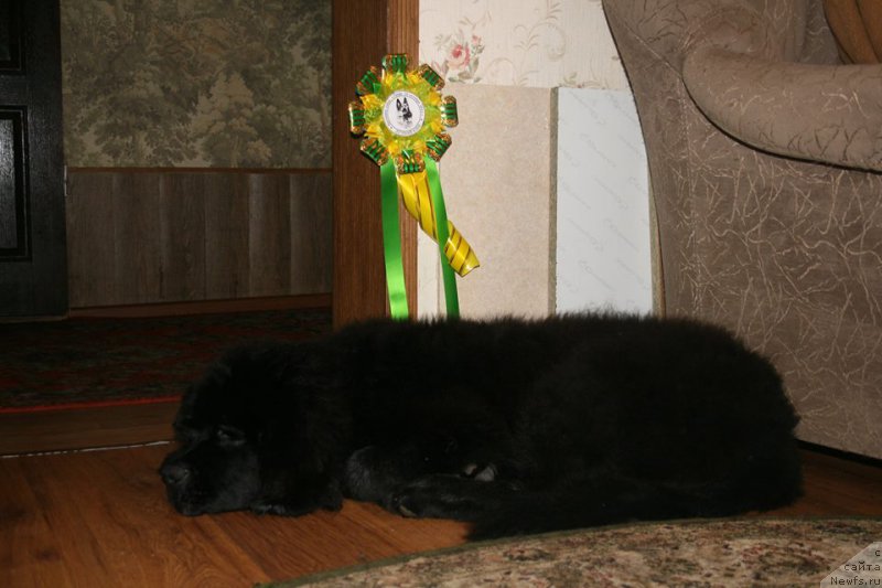 Фото: ньюфаундленд Chernaya Mafia Short and Sweet (Черная Мафия Шорт анд Свеет)